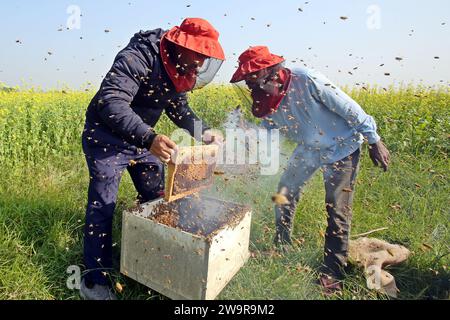 Dhaka, Wari, Bangladesch. Dezember 2023. Imker beim Sammeln von Waben aus einer speziellen Kiste, um den von Bienen erzeugten Honig auf einem Feld in Munshigonj zu gewinnen. Nach Angaben des Bangladesch Institute of Imiculture (BIA) produzieren rund 25.000 Anbauer im ganzen Land jährlich mindestens 1500 Tonnen Honig. (Kreditbild: © Habibur Rahman/ZUMA Press Wire) NUR REDAKTIONELLE VERWENDUNG! Nicht für kommerzielle ZWECKE! Stockfoto