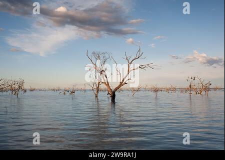 Eukalyptusbaum auf dem Lake Pamamaroo Campground, Menindee, NSW, Australien Stockfoto