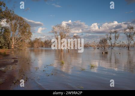 Eukalyptusbaum auf dem Lake Pamamaroo Campground, Menindee, NSW, Australien Stockfoto