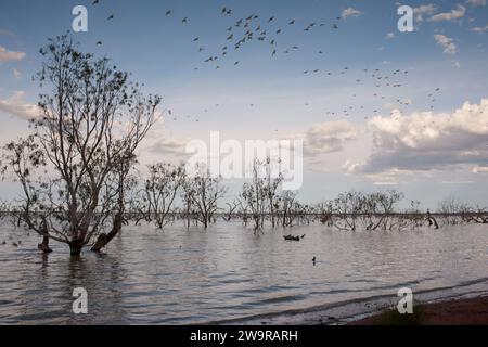 Riesige Schar australischer Cockatoos, Lake Pamamaroo Campground, Menindee, NSW, Australien Stockfoto