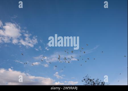 Cockatoos, Lake Pamamaroo Campground, Menindee, NSW, Australien Stockfoto