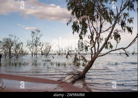 Eukalyptusbäume, Lake Pamamaroo Campground, Menindee, NSW, Australien Stockfoto