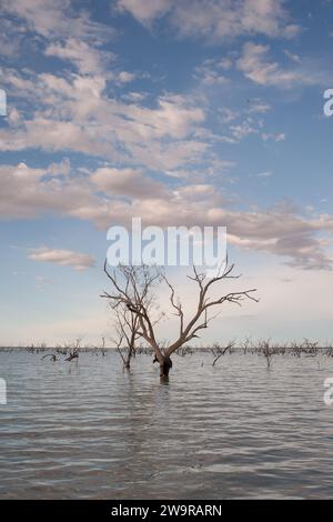 Eukalyptusbaum auf dem Lake Pamamaroo Campground, Menindee, NSW, Australien Stockfoto