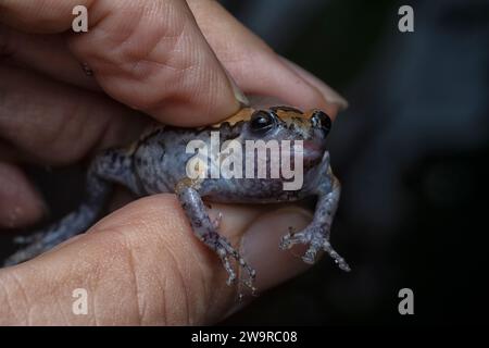 Nahaufnahme des Kaloula Pulchra Frosches Stockfoto