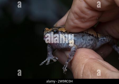 Nahaufnahme des Kaloula Pulchra Frosches Stockfoto