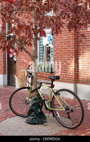 Salem, Massachusetts – Herbstfarbenes Blatt, das der Farbe der Backsteinmauer im Hintergrund entspricht, hängt eng am Baum mit einem grünen Fahrradlager Stockfoto