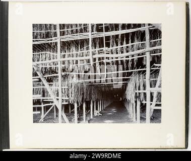 Taback in der Trockenscheune Medan Estate, Carl J. Kleingrotheke, um 1885 - 1900 Foto von Tabakblättern, die in einem Trockenschuppen auf der Plantage des Medan Estate auf Sumatra hängen. Teil des Sumatra-Fotoalbums von Paul und Lucie Sandel aus dem Jahr 1900. Sumatra fotografische Unterstützung Sumatra Stockfoto
