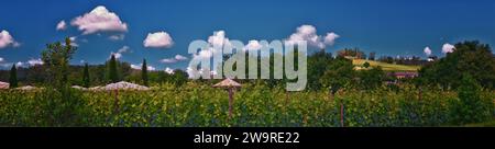 Toskanisches Weingut typisches Weingut in Italien, Europa. Stockfoto