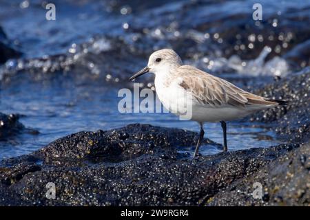 Sanderling (Calidris alba), Ala Kahakai National Historic Trail, Kaloko-Honokohau National Historical Park, Hawaii Stockfoto