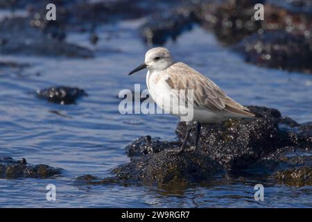 Sanderling (Calidris alba), Ala Kahakai National Historic Trail, Kaloko-Honokohau National Historical Park, Hawaii Stockfoto