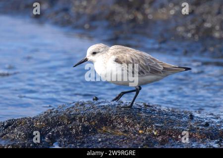 Sanderling (Calidris alba), Ala Kahakai National Historic Trail, Kaloko-Honokohau National Historical Park, Hawaii Stockfoto