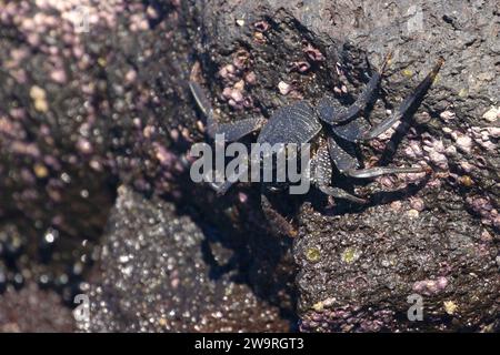 Dünnschalige Felskrebse (Grapsus tenuicrustatus), Ala Kahakai National Historic Trail, Kaloko-Honokohau National Historical Park, Hawaii Stockfoto