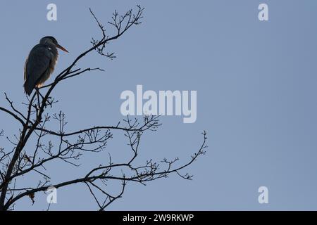 Ein grauer Reiher (Ardea cinerea), der auf einem Winterbaum thront. Kanagawa, Japan. Stockfoto