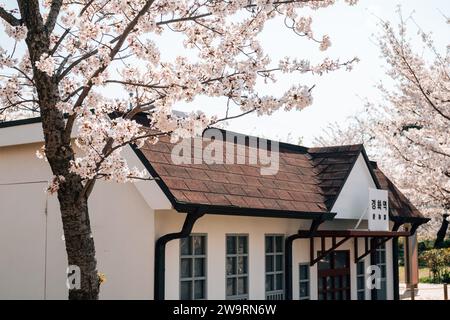 Changwon, Korea - 4. April 2022: Gyeonghwa Station Frühlingskirschblüten beim Jinhae Gunhangje Festival Stockfoto