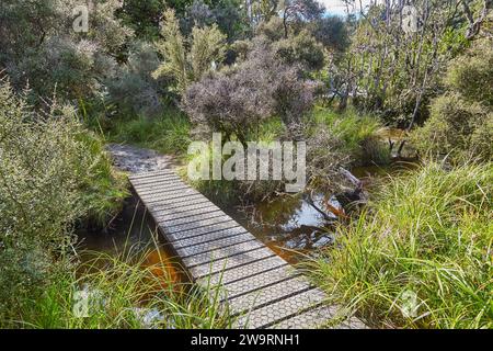 Holzbrücke über den Waldfluss, Wanderweg in Rakiura Stockfoto