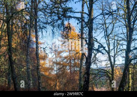 Betula und Larix. Birken- und Lärchenbäume im Spätherbst. Speyside, Morayshire, Schottland Stockfoto