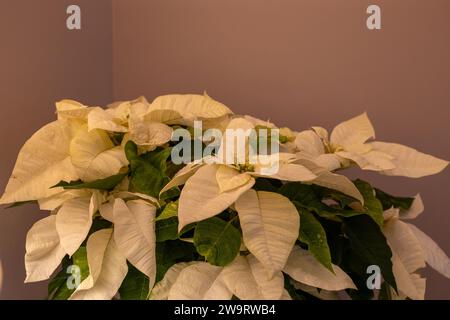 Abstrakter Texturhintergrund der weißen Farbe Weihnachtsstern-Pflanze Laub mit einem mauvenfarbenen Wandhintergrund Stockfoto