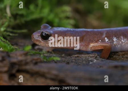 Detaillierte Nahaufnahme des nordamerikanischen Ensatina eschscholtzii Salamander, der auf grünem Moos sitzt Stockfoto