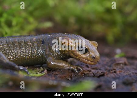 Detaillierte Nahaufnahme des lebenden asturischen Feuersalamanders, Salamandra salamandra alfredschmidtii, der auf Holz sitzt Stockfoto