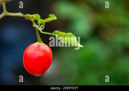 Dalle Red Hot Chilies extrem scharf, der Himalaya Chili Stockfoto