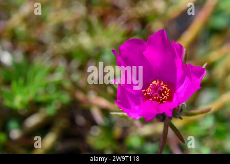 Helle Purple Portulaca grandiflora in der Blüte, allgemein bekannt als Moosrose Stockfoto