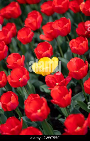 Bright red and yellow blooming tulips flowers in garden, closeup Stockfoto