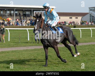 Glajou, trainiert von Paul Nicholls und geritten von Harry Cobden, belegt am 21. März 2022 den dritten Platz in der Handicap-Jagd der Klasse 3 in Wincanton Stockfoto