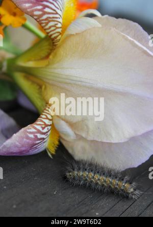 Flauschige Raupe auf Holzzaun mit violetten Blumen im Hintergrund. Ländlicher Osten TX Stockfoto