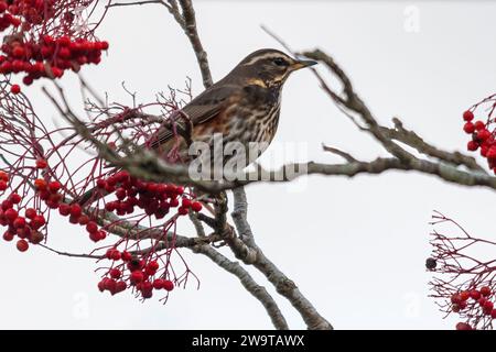 Rotflügelvogel (Turdus iliacus), der im Winter zwischen roten Beeren in einem vogelbaum thront, England, Großbritannien Stockfoto