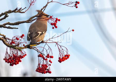 Wachsflügelvogel (Bombycilla garrulus), der im Dezember 2023, einem Jahr, in dem die Wintermigranten in England, Großbritannien, von roten vogelbeeren ernährt wurden Stockfoto