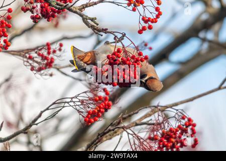 Wachsflügelvogel (Bombycilla garrulus), der im Dezember 2023, einem Jahr, in dem die Wintermigranten in England, Großbritannien, von roten vogelbeeren ernährt wurden Stockfoto