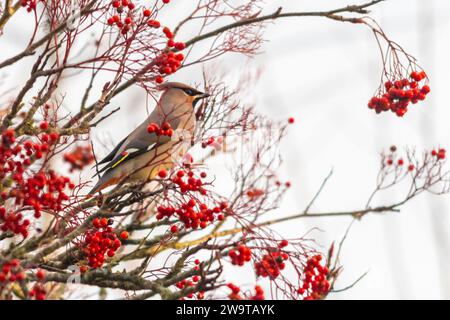 Wachsflügelvogel (Bombycilla garrulus), der im Dezember 2023, einem Jahr, in dem die Wintermigranten in England, Großbritannien, von roten vogelbeeren ernährt wurden Stockfoto