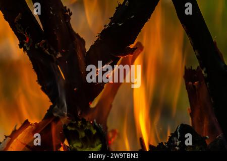 Flamme des Holzkohlefeuers. Herd zum Kochen und Heizen. Gefahr im Wald. Stockfoto