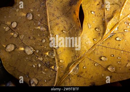 Gefallene Eichenblätter mit Tau. Herbsteichenblätter. Wassertropfen auf Herbsteichenblätter Nahaufnahme. Trockenes herbstliches Eichenblatt bedeckt mit Wassertropfen des Regens auf dem Boden. Cl Stockfoto