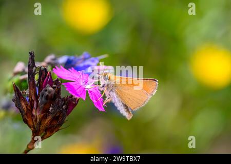 Essex Skipper oder europäischer Skipper Schmetterling - Thymelicus lineola saugt mit seinem Stammnektar von einer Karthäuserblüte - Dianthus carthusianorum Stockfoto