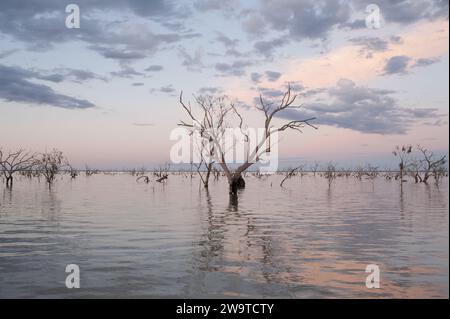 Eukalyptusbaum am Lake Pamamaroo bei Sonnenuntergang Stockfoto