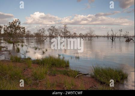 Eukalyptusbaum auf dem Lake Pamamaroo Campground, Menindee, NSW, Australien Stockfoto