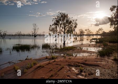 Eukalyptusbäume am Lake Pamamaroo bei Sonnenaufgang Stockfoto