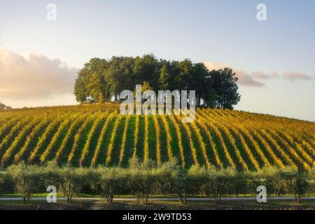 Baumgruppe auf einem Hügel über einem Weinberg. Landschaft im Chianti-Gebiet bei Sonnenuntergang im Herbst. Castelnuovo Berardenga, Toskana Stockfoto