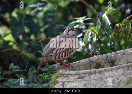 Rotbeiniger Rebhühner, Alectoris Tuffstein, in einem Garten von Mid Wales. Stockfoto