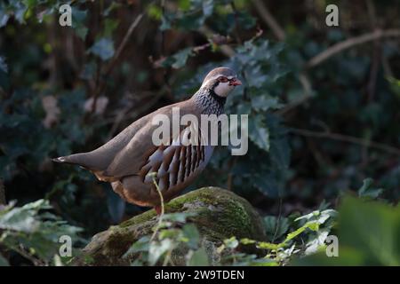 Rotbeiniger Rebhühner, Alectoris Tuffstein, in einem Garten von Mid Wales. Stockfoto