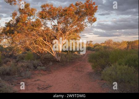 Sonnenuntergang vor einem jungen Eukalyptusbaum auf dem Campingplatz Lake Pamamaroo Stockfoto