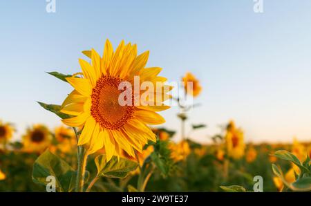 Nahaufnahme einer Sonnenblume auf einem Feld bei Sonnenaufgang. Selektiver Fokus. Stockfoto
