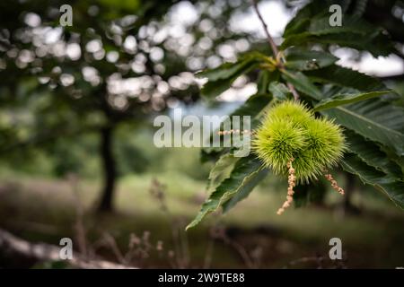Grüner Kastaniengrat auf dem Baum Stockfoto