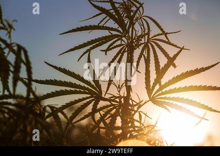 Hanfbusch in der Sonne. Silhouette des Marihuanabausches am Himmel bei Sonnenuntergang. Stockfoto