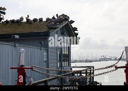 Santa Barbara, Kalifornien, USA, 29. Dezember 2023. Stearns Wharf, Santa Barbara, am 29. Dezember, nach Flut: Die Pelicaner ruhen sich auf dem Dach des Harbor View Restaurants aus, da ihre üblichen Abhänge dank der King Tides unter Wasser waren. (Kreditbild: © Amy Katz/ZUMA Press Wire) NUR REDAKTIONELLE VERWENDUNG! Nicht für kommerzielle ZWECKE! Quelle: ZUMA Press, Inc./Alamy Live News Stockfoto