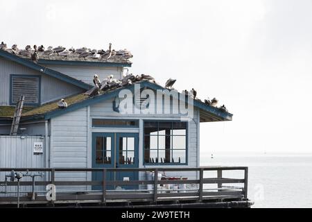 Santa Barbara, Kalifornien, USA, 29. Dezember 2023. Stearns Wharf, Santa Barbara, am 29. Dezember, nach Flut: Die Pelicaner ruhen sich auf dem Dach des Harbor View Restaurants aus, da ihre üblichen Abhänge dank der King Tides unter Wasser waren. (Kreditbild: © Amy Katz/ZUMA Press Wire) NUR REDAKTIONELLE VERWENDUNG! Nicht für kommerzielle ZWECKE! Quelle: ZUMA Press, Inc./Alamy Live News Stockfoto