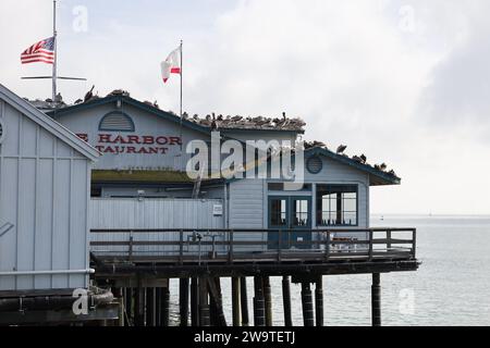 Santa Barbara, Kalifornien, USA, 29. Dezember 2023. Stearns Wharf, Santa Barbara, am 29. Dezember, nach Flut: Die Pelicaner ruhen sich auf dem Dach des Harbor View Restaurants aus, da ihre üblichen Abhänge dank der King Tides unter Wasser waren. (Kreditbild: © Amy Katz/ZUMA Press Wire) NUR REDAKTIONELLE VERWENDUNG! Nicht für kommerzielle ZWECKE! Quelle: ZUMA Press, Inc./Alamy Live News Stockfoto