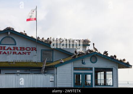 Santa Barbara, Kalifornien, USA, 29. Dezember 2023. Stearns Wharf, Santa Barbara, am 29. Dezember, nach Flut: Die Pelicaner ruhen sich auf dem Dach des Harbor View Restaurants aus, da ihre üblichen Abhänge dank der King Tides unter Wasser waren. (Kreditbild: © Amy Katz/ZUMA Press Wire) NUR REDAKTIONELLE VERWENDUNG! Nicht für kommerzielle ZWECKE! Quelle: ZUMA Press, Inc./Alamy Live News Stockfoto