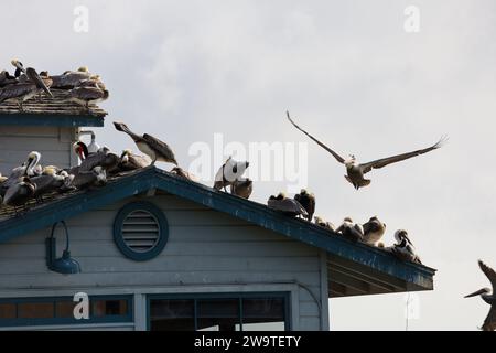 Santa Barbara, Kalifornien, USA, 29. Dezember 2023. Stearns Wharf, Santa Barbara, am 29. Dezember, nach Flut: Die Pelicaner ruhen sich auf dem Dach des Harbor View Restaurants aus, da ihre üblichen Abhänge dank der King Tides unter Wasser waren. (Kreditbild: © Amy Katz/ZUMA Press Wire) NUR REDAKTIONELLE VERWENDUNG! Nicht für kommerzielle ZWECKE! Quelle: ZUMA Press, Inc./Alamy Live News Stockfoto